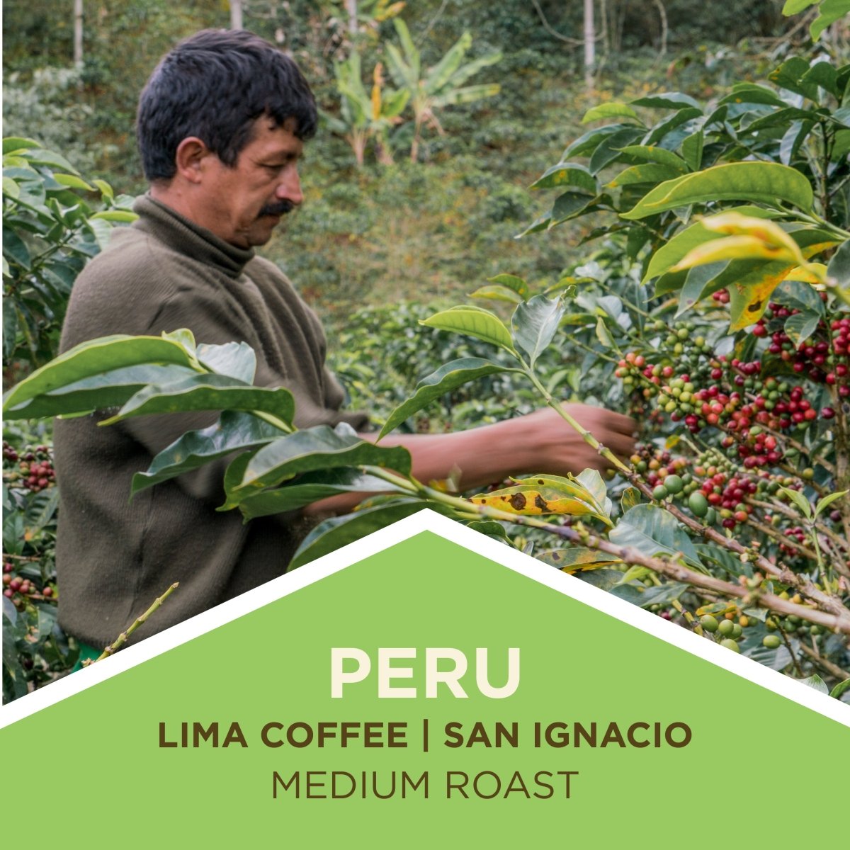 Peru | Lima Coffee | Medium Roast - Tiny Footprint Coffee