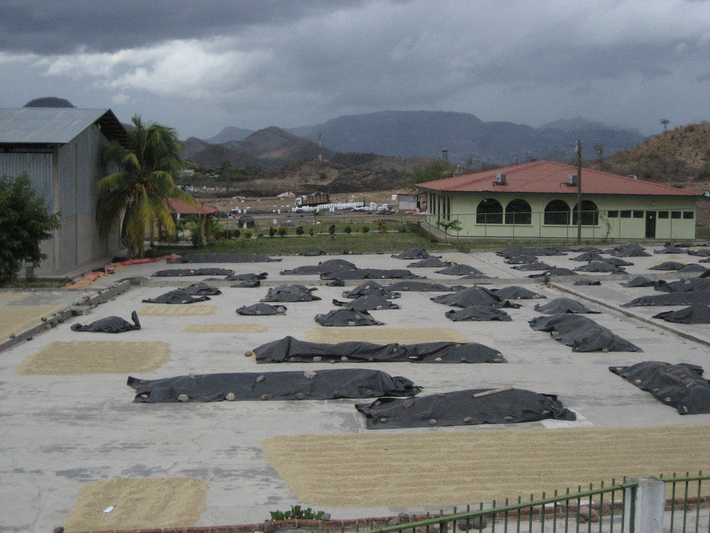 Prodecoop Coffee Co-op Nicaragua Sun Drying Patio Dark Roast Coffee