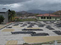 Prodecoop Coffee Co-op Nicaragua Sun Drying Patio Dark Roast Coffee