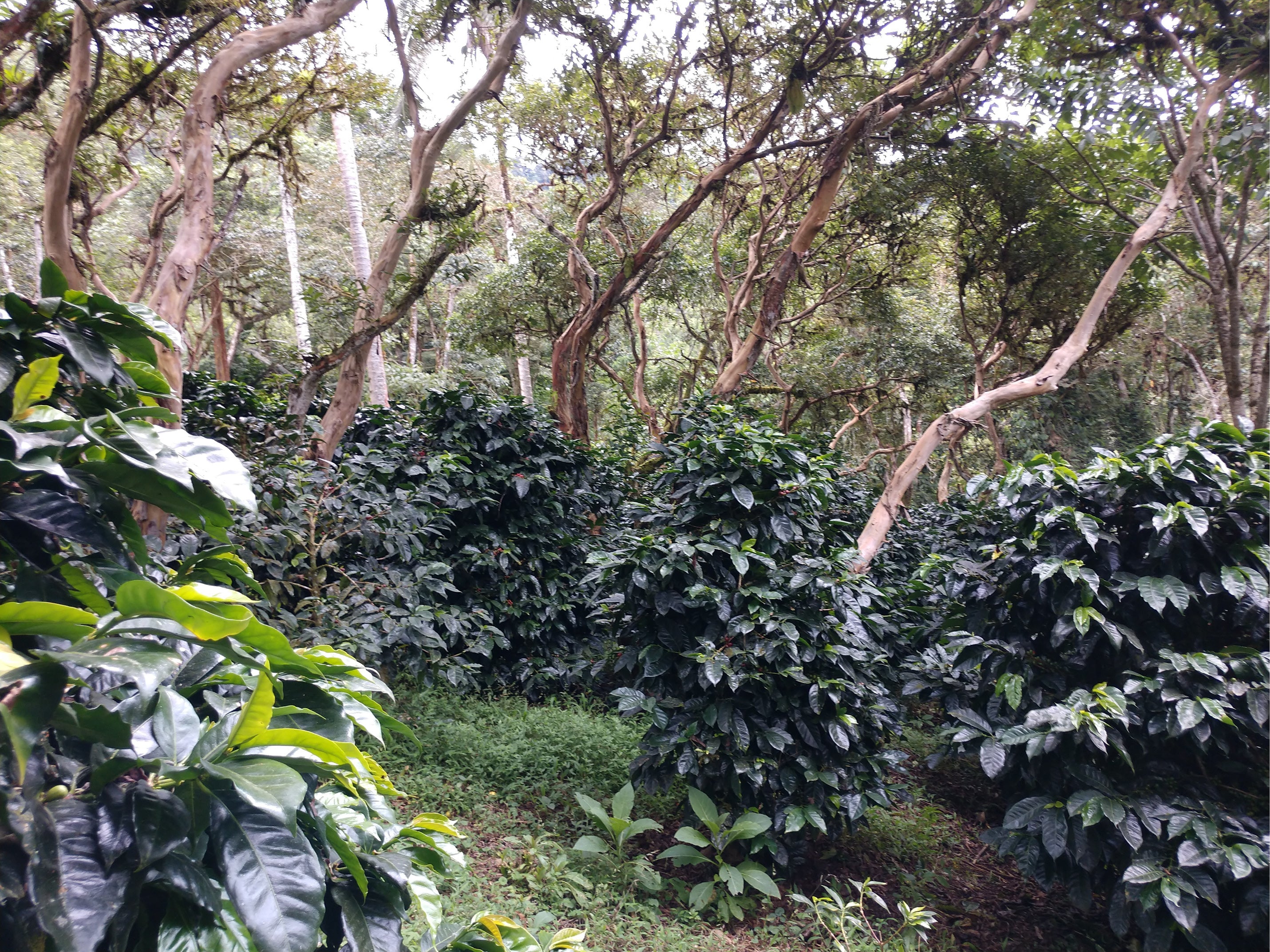 Ecuador | Cloud Coffees