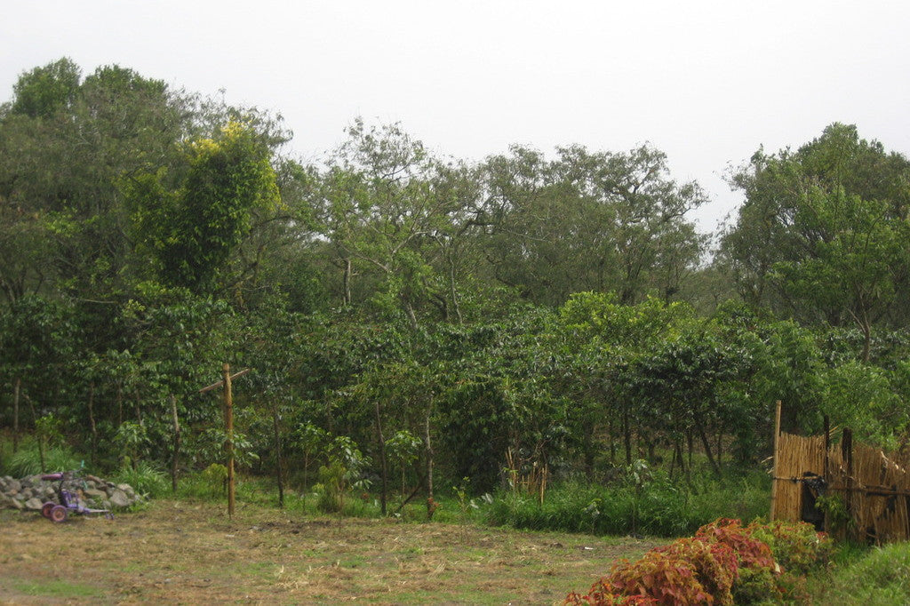 Sumatra | Takengon Gayo Select | Dark Roast