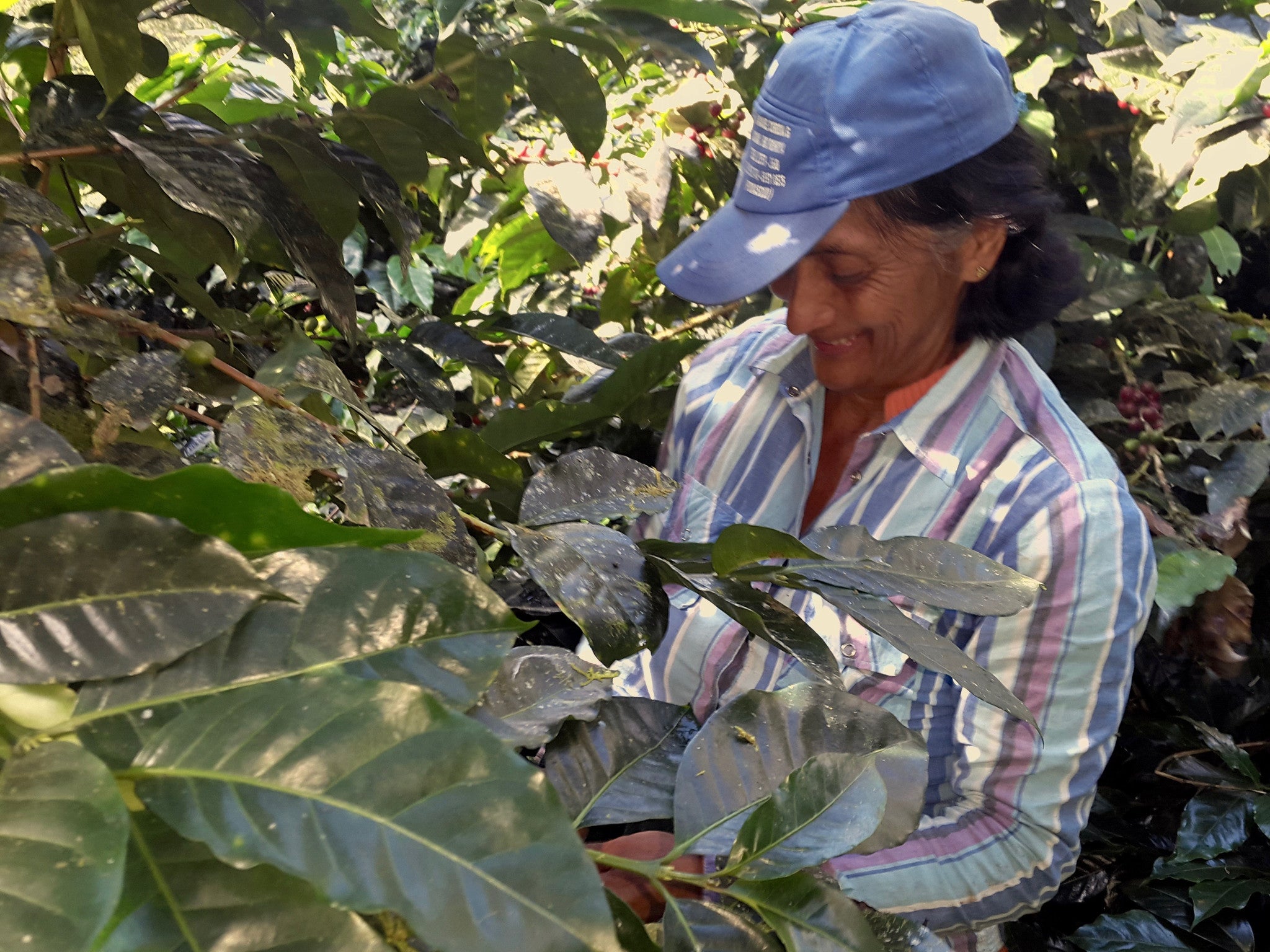 Ecuador | Cloud Coffees